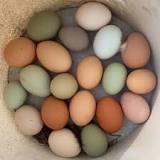 What is the rarest color of chicken egg?