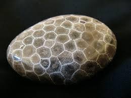 Image result for petoskey stone