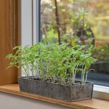 Buy Galvanised Tray With 12 Grow Pods