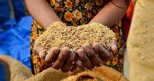 Ensuring Food Security in Pakistan - Global Village Space
