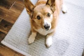 how to get dog out of carpet