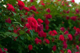 Rose Garden Background Stock Photos