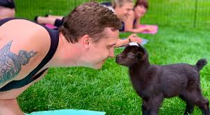 home blue sky farm goat yoga