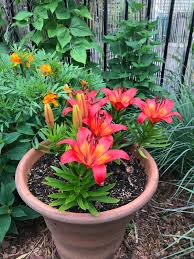 growing lilies in containers my