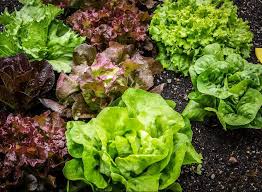 Tips For Starting A Vegetable Garden