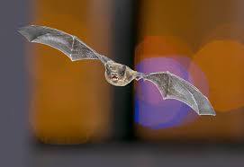 Bats In The Loft How To Get Rid Of