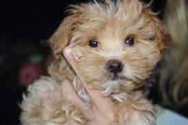 yorkie poodle puppies ready now dogs
