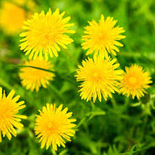 dandelion symbolism meaning and