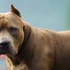 Pit Bull Law In Ontario
