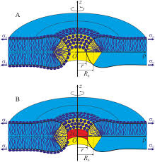 pore formation in lipid membrane ii