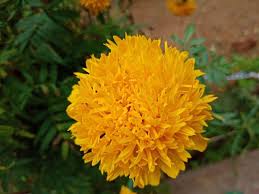 yellow marigolds 50pcs of seeds flowers