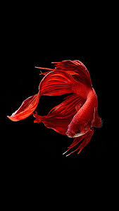 fish red fish white fish black