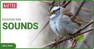 top backyard bird sounds you ll hear