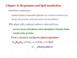 Lipid Metabolism Aerobic Respiration