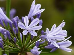 Agapanthus All You Need To Know Stodels