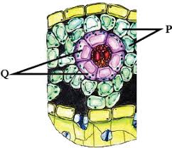 cross section of leaf diagramatically