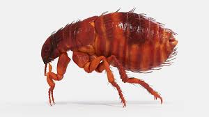 what bugs look like fleas moxie pest