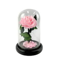 Ever Rose Eternal Pink Rose In Glass Dome