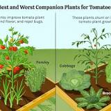 What do I plant next to tomatoes?