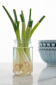 How To Grow Green Onions In A Jar