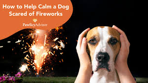 calm a dog scared of fireworks