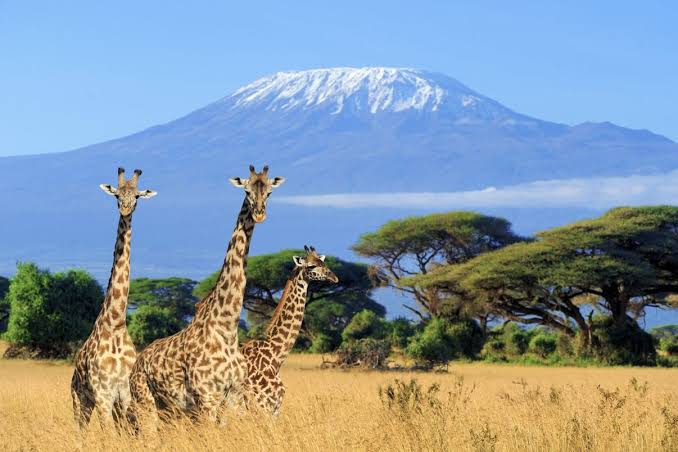 Kenya Entry Requirements For Americans: The Easy Guide - Travel Off Path