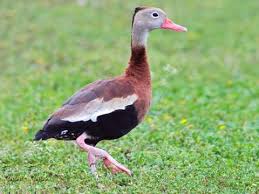 Black Bellied Whistling Duck Identification All About Birds