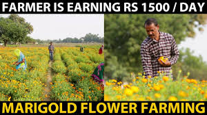 marigold flower farming this farmer