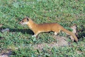 Are weasels social creatures?