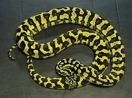 breeding carpet pythons reptiles magazine