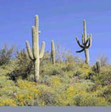The saguaro cactus is the largest cactus in the united states, and will normally saguaro cactus will produce flowers during late spring into early summer. Arizona State Flower Saguaro Cactus Blossom