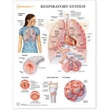 Respiratory System Chart Poster Laminated