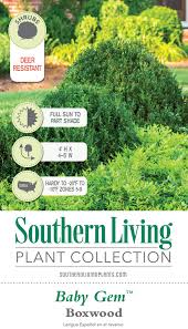 Baby Gem Boxwood Live Evergreen Shrub Southern Living Plant Collection
