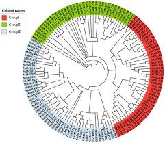 major latex protein mlp family genes