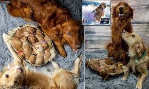Puppies have been born in family home, so they will be handled and socialized all the time. Adorable Golden Retriever Gives Birth To Nine Puppies Golden Retriever Retriever Puppy Puppies