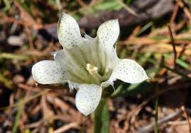 Gentiana newberryi Calflora