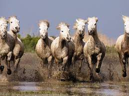 galloping white horses hd wallpapers
