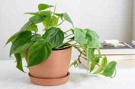 the best easy houseplants to grow in