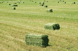 Image result for pics of grass hay fields