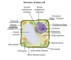 plant cell label the cell wall