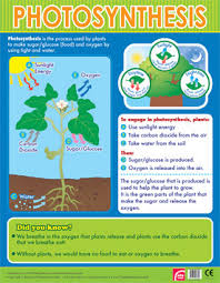Photosynthesis Learning Chart School Poster
