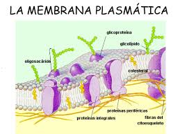 1 membrana plasmática viejo
