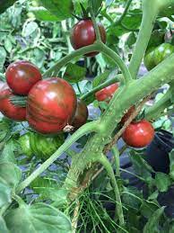 Tomate artisan bumble bee : Tomate Purple Bumble Bee 10 Bio Samen Biobewusst Gartenshop