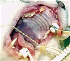 feline dental disease cach newsletter