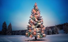 12月7日は「クリスマスツリーの日」。家族でツリーを飾る特別な記念日にしよう！ ｜ Tips ｜ omotte magazine from  ANNIVERSAIRE｜記念日にまつわるマガジン
