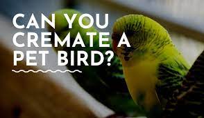 can you cremate a pet bird what you