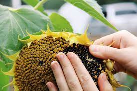 when to harvest sunflower seeds