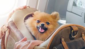 flying with your pet