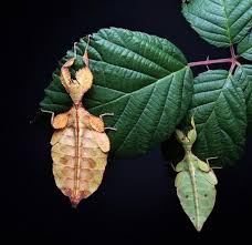 stick insect and leaf insect