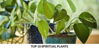 Top 15 Spiritual Plant